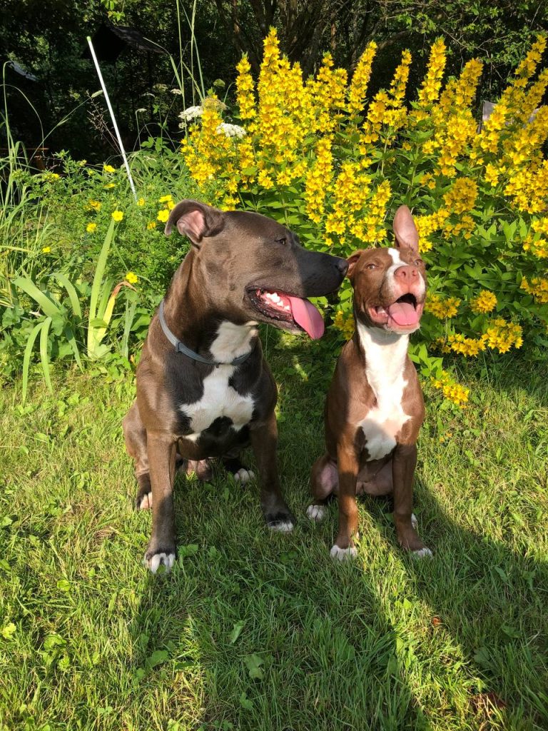 pups and kenny crit