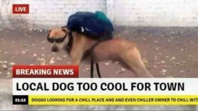 this dog is too cool for town