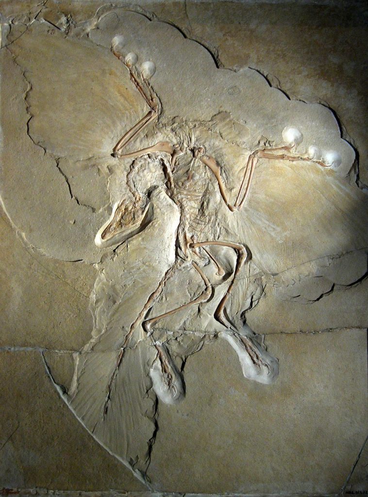 Archeopteryx