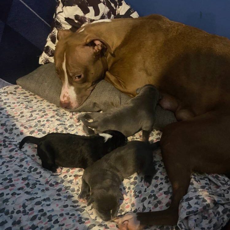 Питбуль мама с щенками