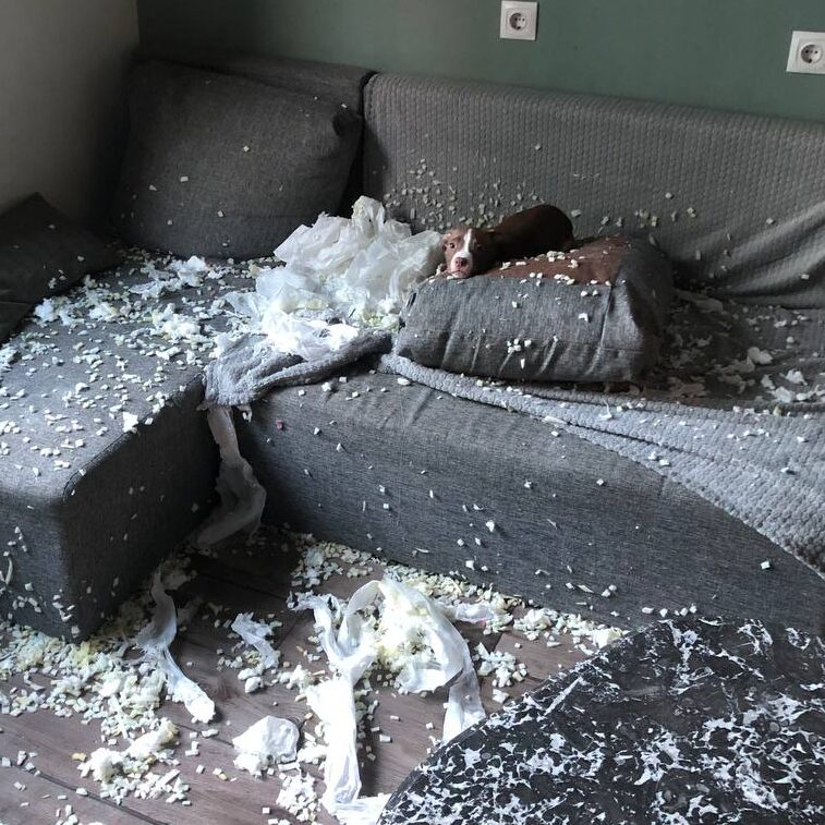 Питбуль разорвал диван
